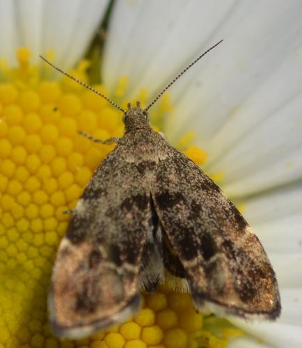 Anthophila fabriciana